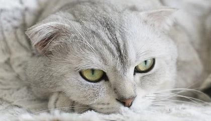 开yun体育官网入口登录体育-博洛尼亚苦战不懈，力克佛罗伦萨跻身意甲前十